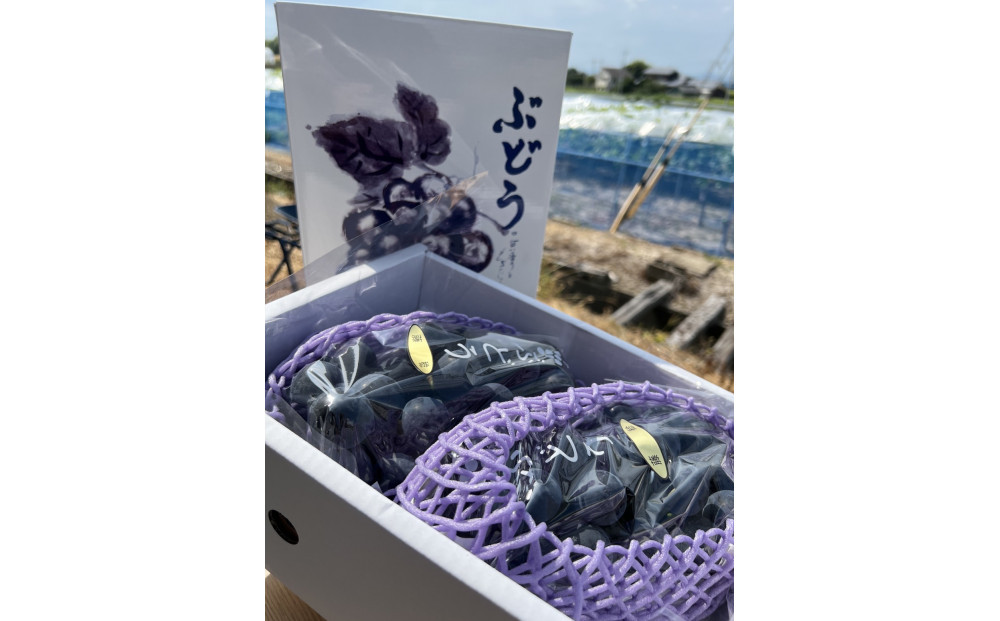 【先行予約】神戸産大粒ぶどうの大様（藤稔）1.2kg(朝採り直送）完熟収穫