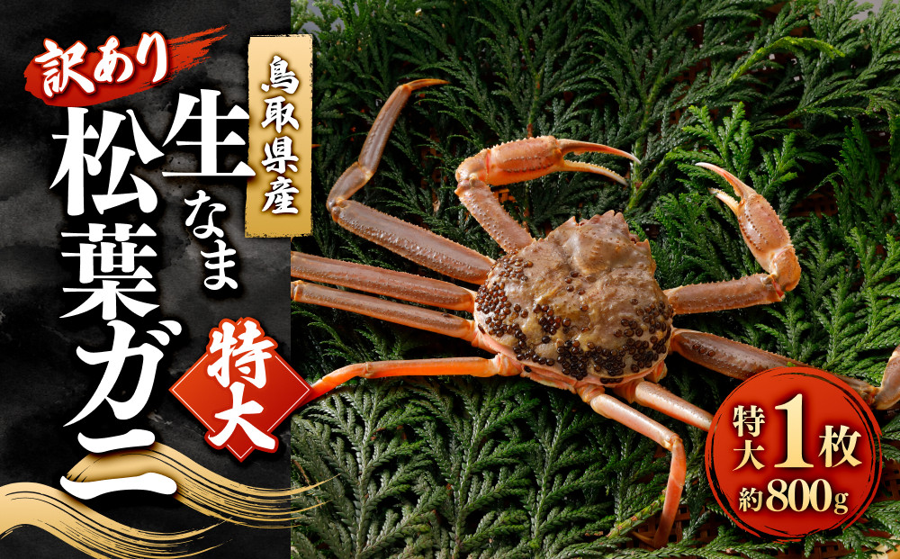 ＜11月中旬～2月下旬配送予定＞鳥取県産　訳あり生松葉ガニ(特大1枚)&nbsp;|&nbsp;松葉ガニ&nbsp;生松葉ガニ&nbsp;生ガニ&nbsp;蟹&nbsp;かに&nbsp;カニ&nbsp;カニ姿&nbsp;丸ごと&nbsp;訳あり&nbsp;特大サイズ&nbsp;冬限定&nbsp;期間限定&nbsp;&nbsp;&nbsp;鍋&nbsp;焼きガニ&nbsp;高級食材&nbsp;&nbsp;&nbsp;家庭用&nbsp;お取り寄せ&nbsp;グルメ&nbsp;人気&nbsp;おすすめ&nbsp;国産&nbsp;鳥取県&nbsp;境港市