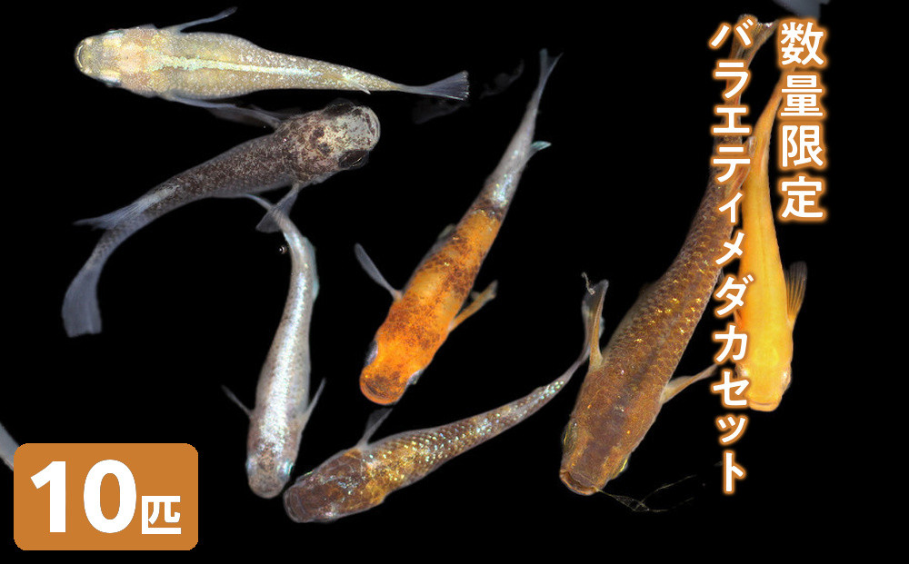 ＜数量限定＞お楽しみ！バラエティメダカセット(10匹)&nbsp;|&nbsp;メダカ&nbsp;めだか&nbsp;観賞魚&nbsp;熱帯魚&nbsp;淡水魚&nbsp;改良メダカ&nbsp;バラエティ&nbsp;ランダム&nbsp;セット&nbsp;飼育&nbsp;アクアリウム&nbsp;水槽&nbsp;ペット&nbsp;魚&nbsp;生体&nbsp;飼育初心者&nbsp;趣味&nbsp;鑑賞用&nbsp;家庭用&nbsp;多品種&nbsp;多様&nbsp;種類豊富&nbsp;お楽しみセット&nbsp;インテリア&nbsp;癒し&nbsp;数量限定&nbsp;国産&nbsp;境港産&nbsp;鳥取県&nbsp;境港市