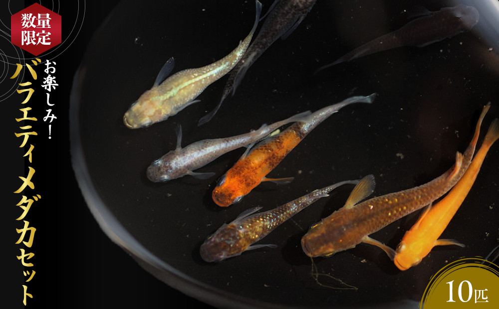 ＜数量限定＞お楽しみ！バラエティメダカセット(10匹)&nbsp;|&nbsp;メダカ&nbsp;めだか&nbsp;観賞魚&nbsp;熱帯魚&nbsp;淡水魚&nbsp;改良メダカ&nbsp;バラエティ&nbsp;ランダム&nbsp;セット&nbsp;飼育&nbsp;アクアリウム&nbsp;水槽&nbsp;ペット&nbsp;魚&nbsp;生体&nbsp;飼育初心者&nbsp;趣味&nbsp;鑑賞用&nbsp;家庭用&nbsp;多品種&nbsp;多様&nbsp;種類豊富&nbsp;お楽しみセット&nbsp;インテリア&nbsp;癒し&nbsp;数量限定&nbsp;国産&nbsp;境港産&nbsp;鳥取県&nbsp;境港市