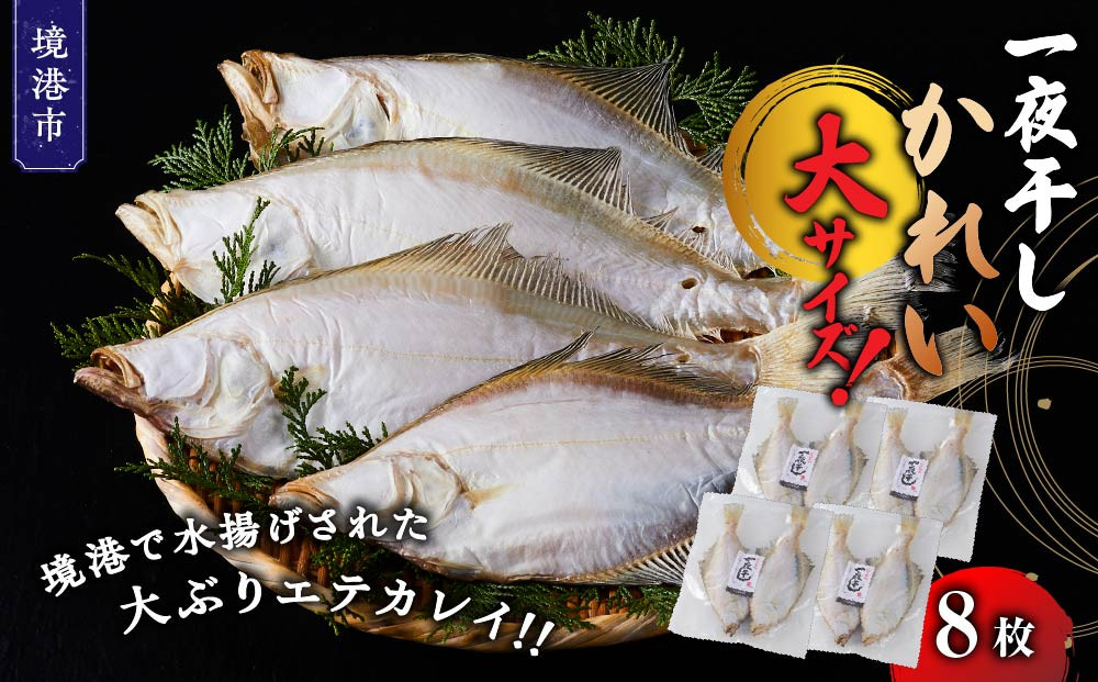 一夜干しかれい&nbsp;大サイズ！(8枚)【鳥取県&nbsp;境港市】