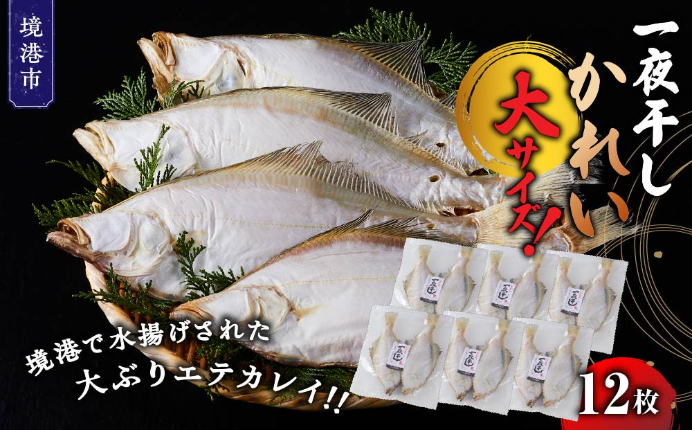 一夜干しかれい&nbsp;大サイズ！(12枚)【鳥取県&nbsp;境港市】