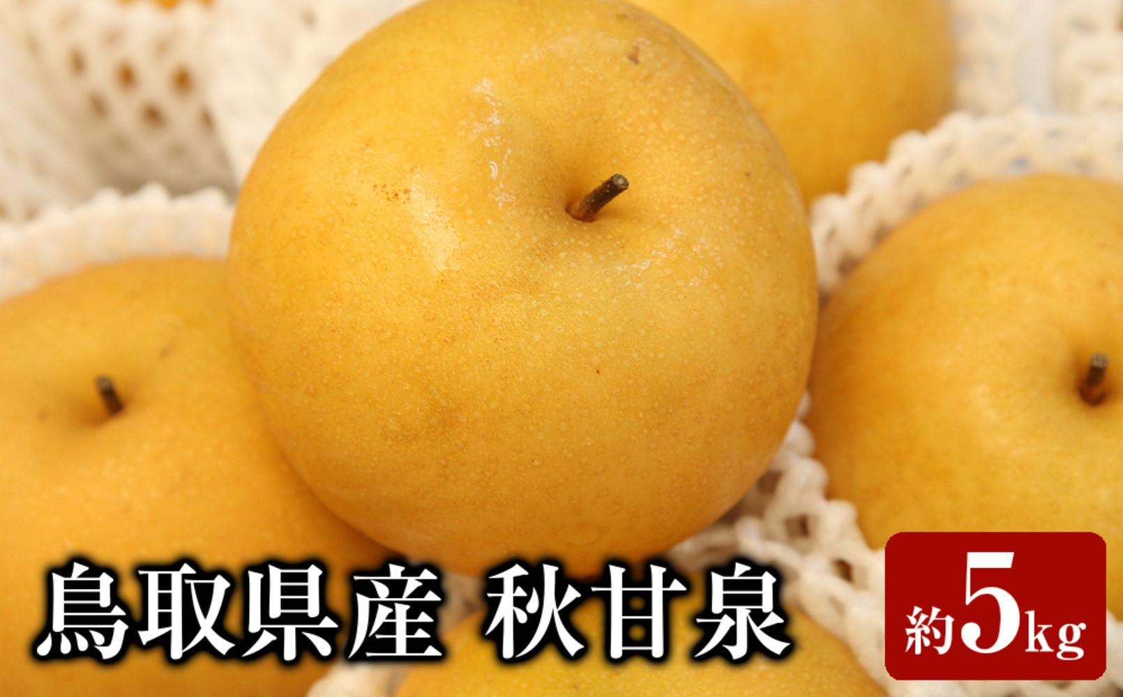 ＜数量限定＞＜2026年9月上旬以降順次発送予定＞鳥取県産&nbsp;秋甘泉(約5kg)&nbsp;【鳥取県&nbsp;境港市】