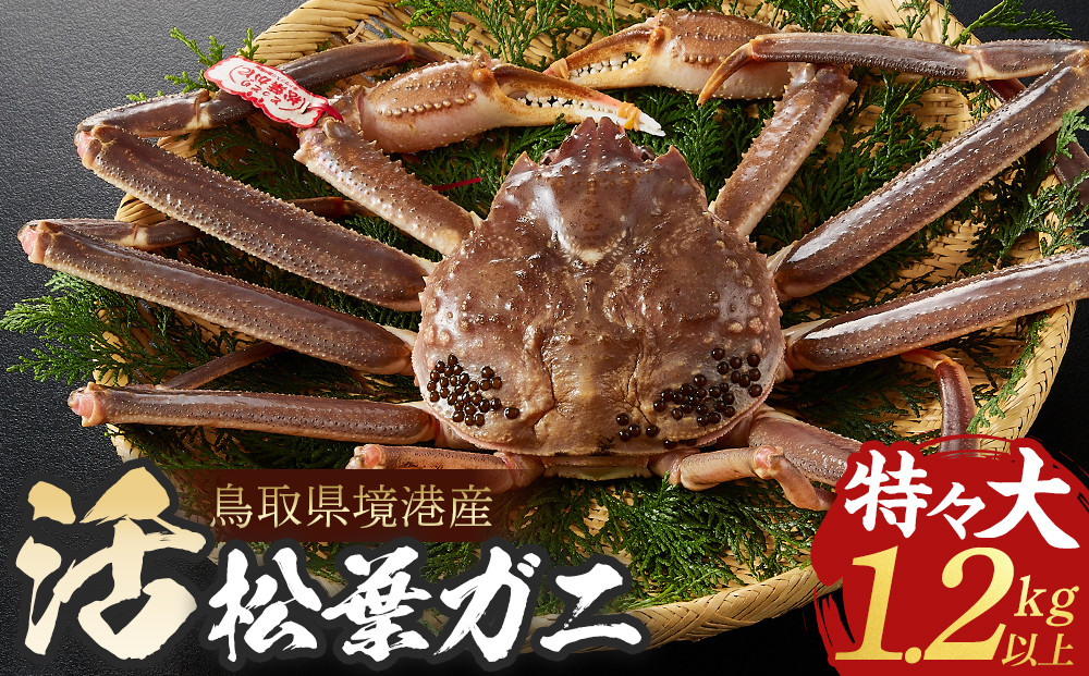 ＜11月中旬～3月中旬発送予定＞＜期間限定＞活松葉ガニ&nbsp;特々大&nbsp;1.2kg以上&nbsp;|&nbsp;松葉ガニ&nbsp;松葉がに&nbsp;活蟹&nbsp;活ガニ&nbsp;活かに&nbsp;ズワイガニ&nbsp;ずわいがに&nbsp;蟹&nbsp;かに&nbsp;カニ&nbsp;特々大&nbsp;特大&nbsp;大型&nbsp;カニ姿&nbsp;丸ごと&nbsp;生&nbsp;新鮮&nbsp;海鮮&nbsp;魚介&nbsp;魚介類&nbsp;高級食材&nbsp;贅沢食材&nbsp;産地直送&nbsp;カニ刺し&nbsp;刺身&nbsp;カニ鍋&nbsp;味噌&nbsp;冬限定&nbsp;期間限定&nbsp;冷蔵&nbsp;お取り寄せ&nbsp;グルメ&nbsp;人気&nbsp;おすすめ&nbsp;ギフト&nbsp;贈り物&nbsp;国産&nbsp;境港産&nbsp;鳥取県&nbsp;境港市