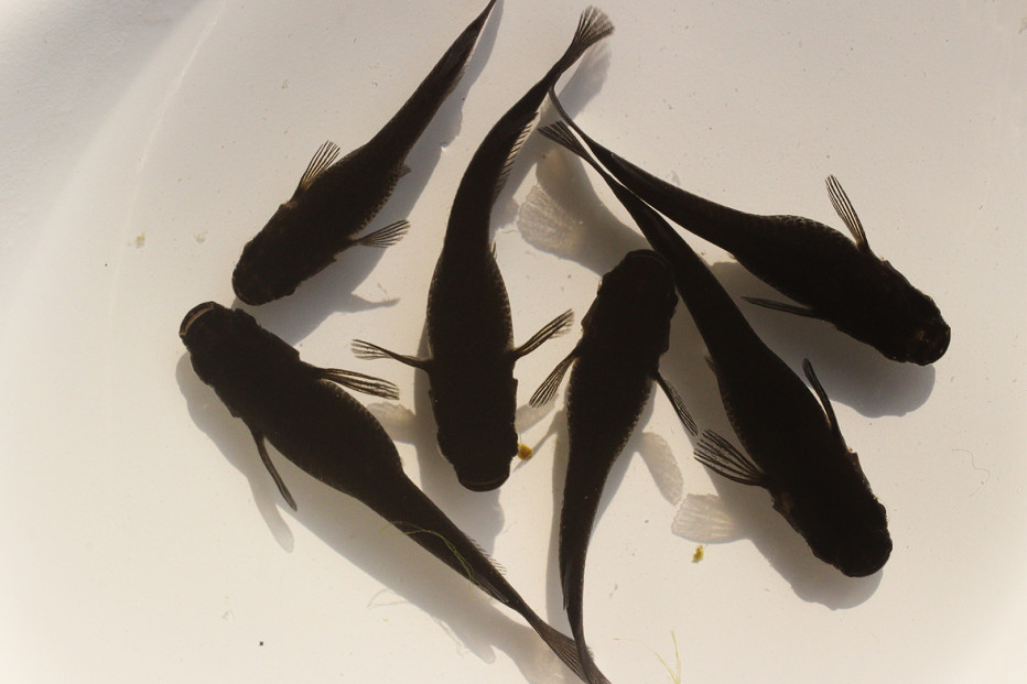 ＜数量限定＞境港改良メダカセット(4匹・2ペア)