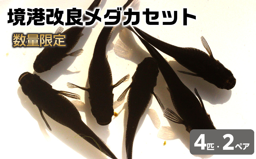 ＜数量限定＞境港改良メダカセット(4匹・2ペア)&nbsp;|&nbsp;メダカ&nbsp;めだか&nbsp;観賞魚&nbsp;熱帯魚&nbsp;淡水魚&nbsp;改良メダカ&nbsp;ブラックメダカ&nbsp;ペアセット&nbsp;飼育&nbsp;飼育セット&nbsp;アクアリウム&nbsp;水槽&nbsp;ペット&nbsp;魚&nbsp;ペット用品&nbsp;生体&nbsp;飼育初心者&nbsp;趣味&nbsp;鑑賞用&nbsp;家庭用&nbsp;癒し&nbsp;インテリア&nbsp;水生生物&nbsp;数量限定&nbsp;国産&nbsp;境港産&nbsp;鳥取県&nbsp;境港市