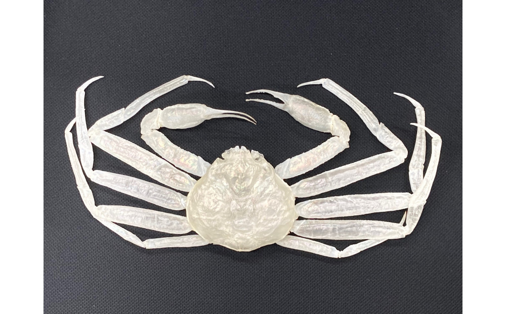 ＜数量限定＞ベニズワイガニ&nbsp;キトサン&nbsp;標本(1点)