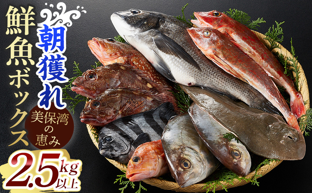 ＜金～日着※指定日不可＞＜期間限定＞＜4月上旬～10月末頃発送予定＞朝獲れ鮮魚ボックス「美保湾の恵み」(計2.5kg以上)&nbsp;|&nbsp;鮮魚&nbsp;魚&nbsp;さかな&nbsp;海鮮&nbsp;魚介&nbsp;魚介類&nbsp;朝獲れ&nbsp;朝どれ&nbsp;新鮮&nbsp;直送&nbsp;セット&nbsp;おまかせ&nbsp;バラエティ&nbsp;旬&nbsp;季節限定&nbsp;地魚&nbsp;日本海&nbsp;美保湾&nbsp;産地直送&nbsp;焼き魚&nbsp;煮魚&nbsp;調理用&nbsp;家庭用&nbsp;食べ比べ&nbsp;お取り寄せ&nbsp;グルメ&nbsp;人気&nbsp;おすすめ&nbsp;鳥取県&nbsp;境港市