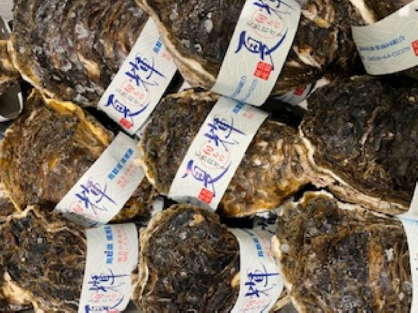 ＜土日祝着＞＜6月中旬～7月上旬頃順次配送＞今が旬！天然岩牡蠣(5～6個)