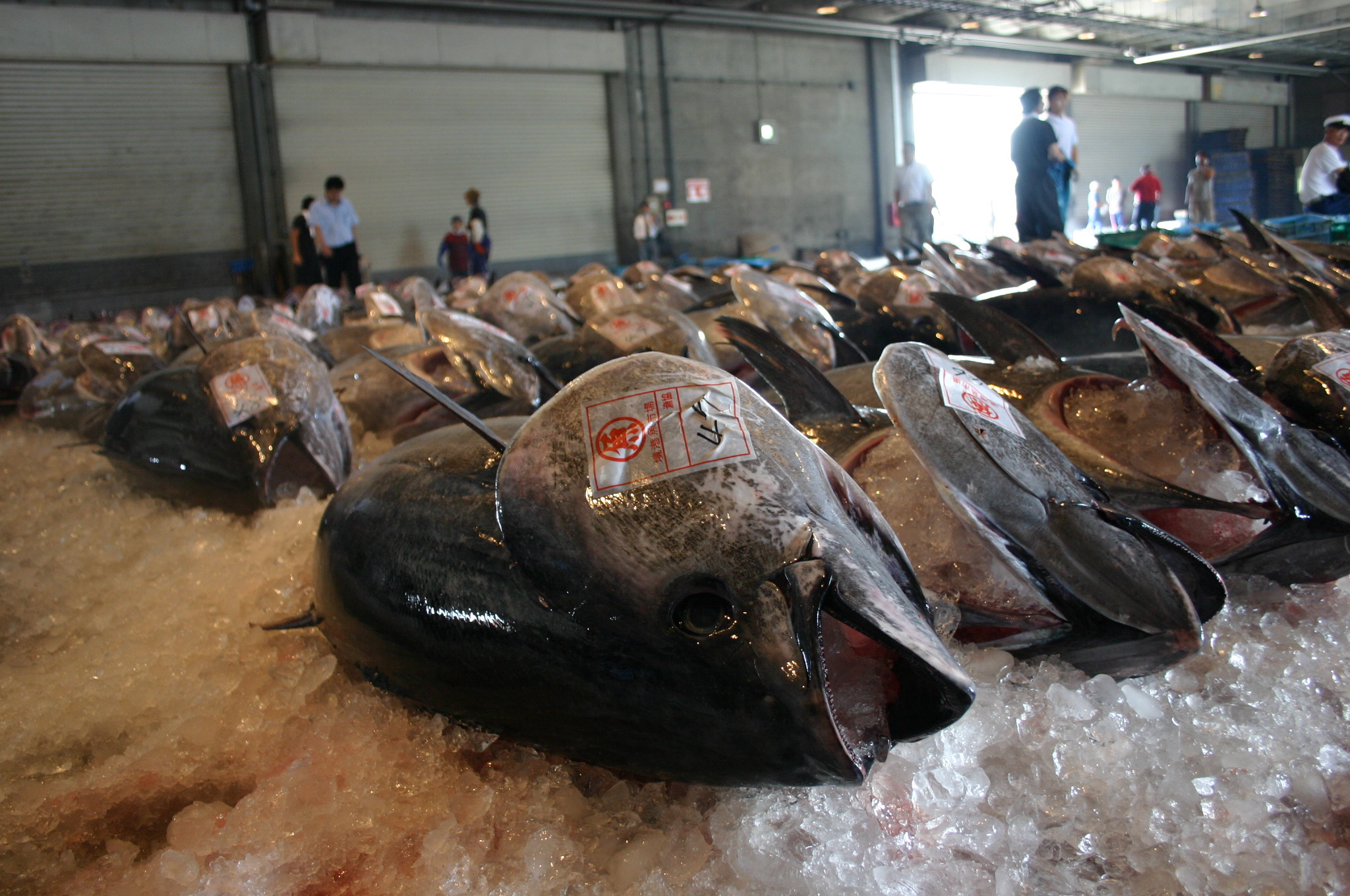 ＜土日祝着＞＜6月上旬～7月上旬発送予定！数量限定＞サクでお届け！近海天然黒マグロ(約400～500g)