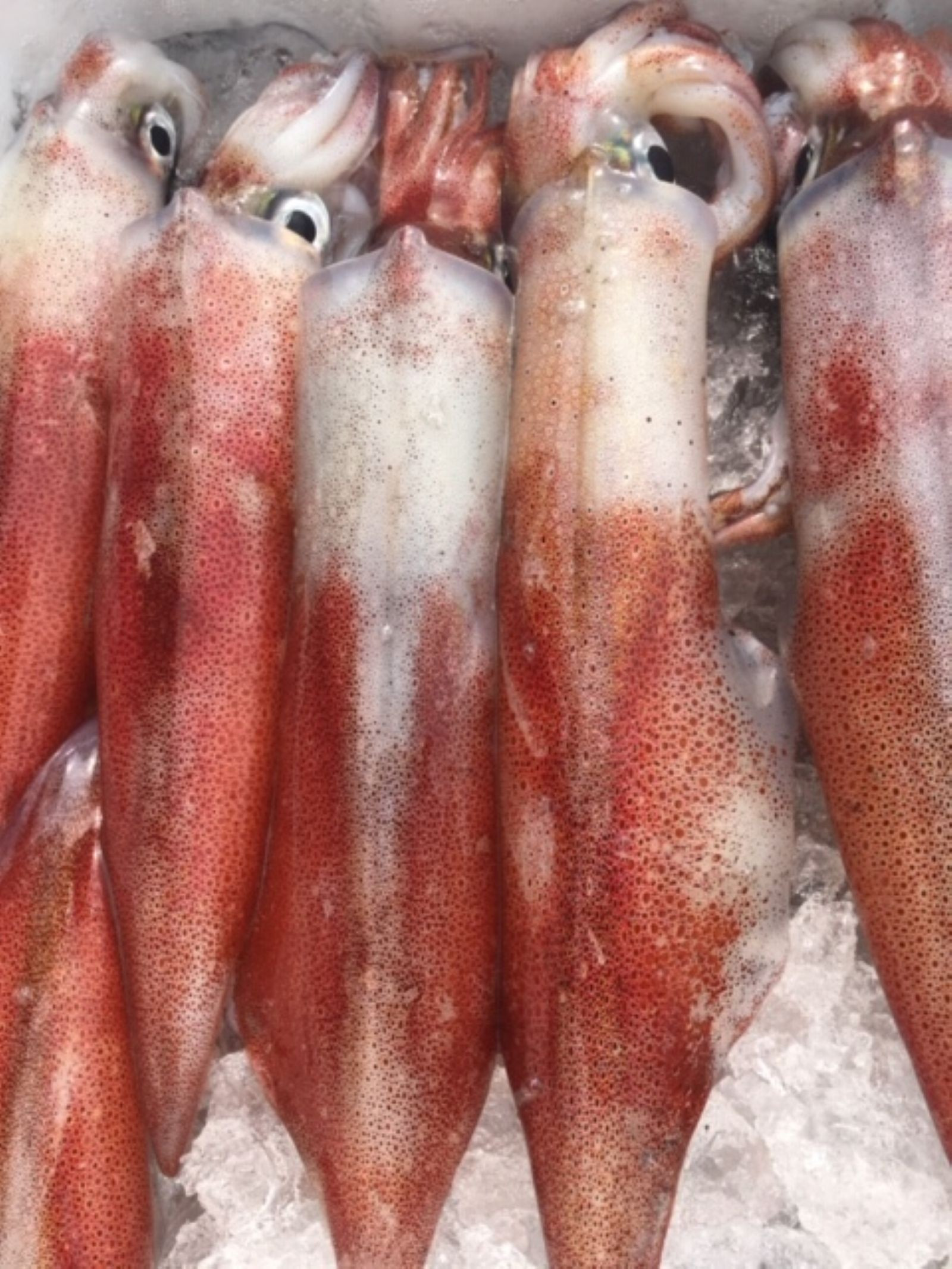 ＜土日祝着＞＜数量限定・7月～9月上旬配送予定＞お刺身用白いか(4～6尾)