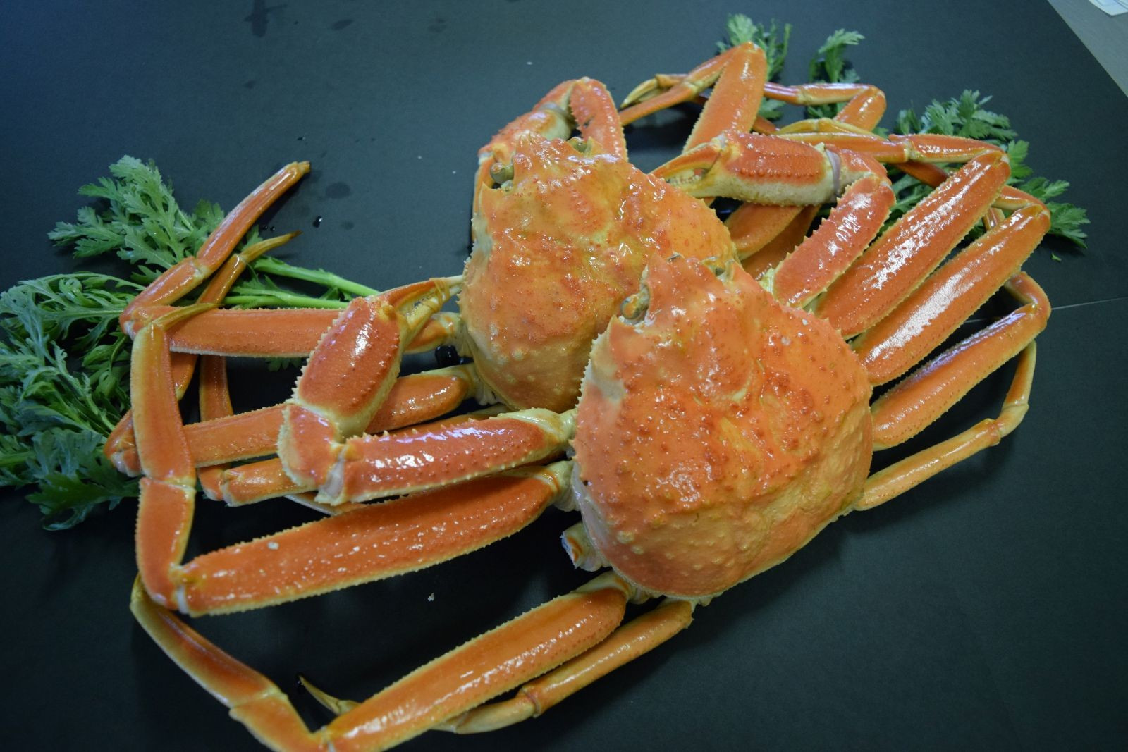 ＜平日着＞＜11月中旬～2月末頃順次配送予定＞タグ付きだけが松葉じゃない!!茹で松葉がに(足欠2尾/約1.3～1.4kg)