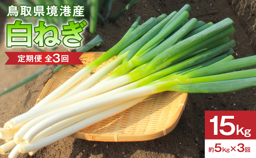＜定期便・全3回＞＜先行予約受付中！2026年11月上旬～2027年3月下旬発送予定＞白ねぎ(約5kg×3回・計15kg)