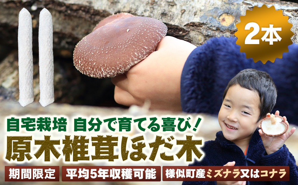 【自宅栽培】自分で育てる喜び！原木椎茸ほだ木　2本セット