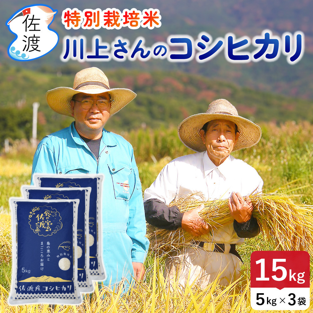 佐渡島産&nbsp;川上さんのコシヒカリ&nbsp;白米15kg&nbsp;令和7年産&nbsp;特別栽培米&nbsp;【食の宝島佐渡】