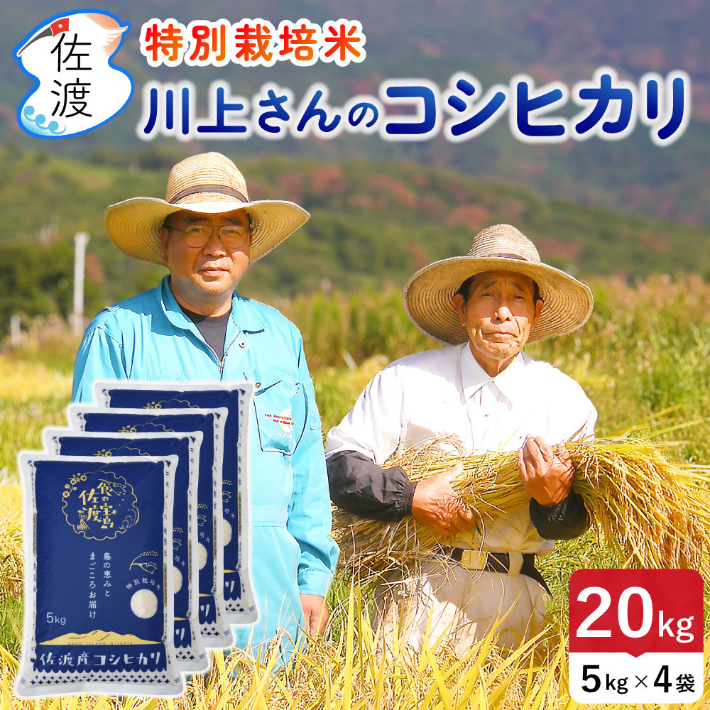 佐渡島産&nbsp;川上さんのコシヒカリ&nbsp;白米20kg&nbsp;令和7年産&nbsp;特別栽培米&nbsp;【食の宝島佐渡】