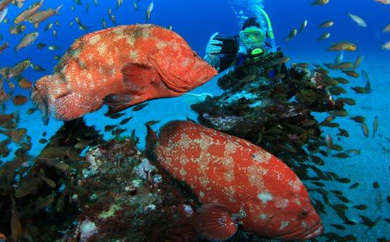 ファンダイビング(2ボートダイブ）