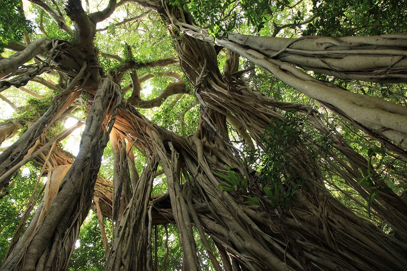 屋久島プライベート＆カスタマイズツアー