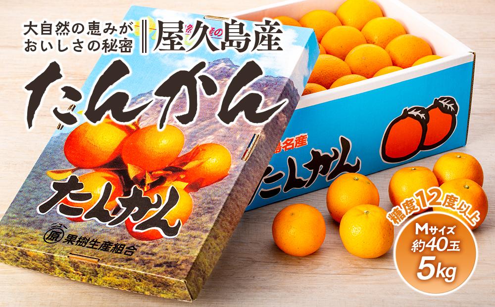 ＜先行予約／数量限定＞屋久島産たんかん&nbsp;約5kg（Mサイズ／約40玉）【2027年2月中旬以降お届け】