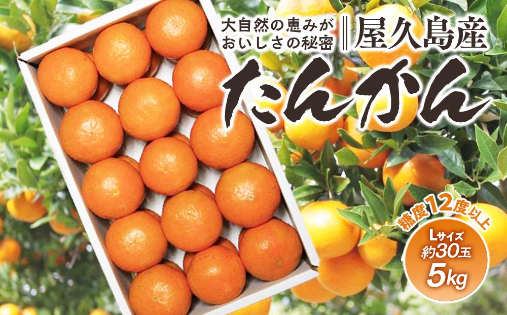 ＜先行予約／数量限定＞屋久島産たんかん&nbsp;約5kg（Lサイズ／約30玉）【2027年2月中旬以降お届け】
