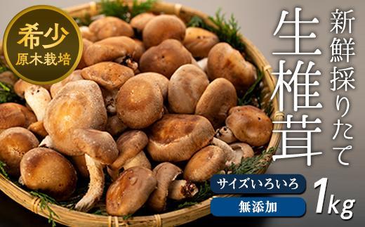 希少・原木栽培！屋久島産・新鮮採りたて生椎茸&nbsp;1kg&nbsp;(200g×5袋)