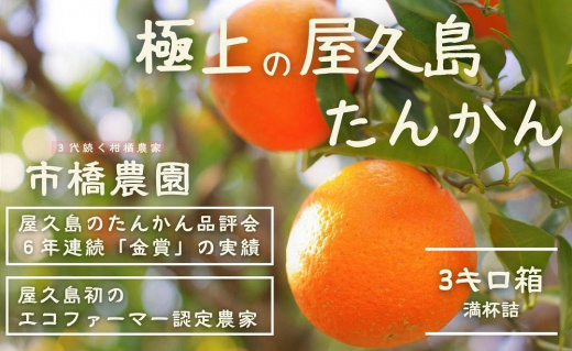 ＜先行予約／数量限定＞【市橋農園】屋久島産たんかん&nbsp;3キロ箱（秀品／贈答用としても)