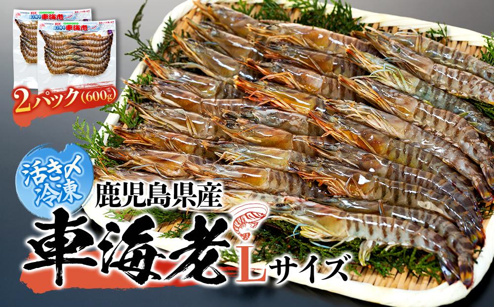 鹿児島県産&nbsp;活き〆冷凍&nbsp;車海老（養殖）Lサイズ&nbsp;計600g（300g&nbsp;14～16尾2パック）セット