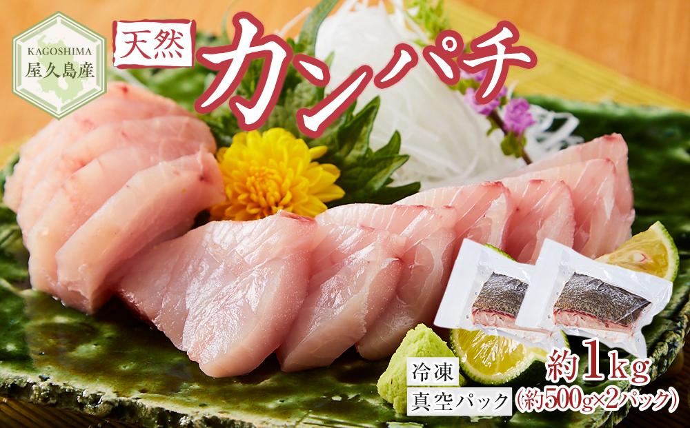 屋久島産&nbsp;天然カンパチ&nbsp;約1kg（約500g×2）&nbsp;ブロック&nbsp;冷凍&nbsp;真空パック