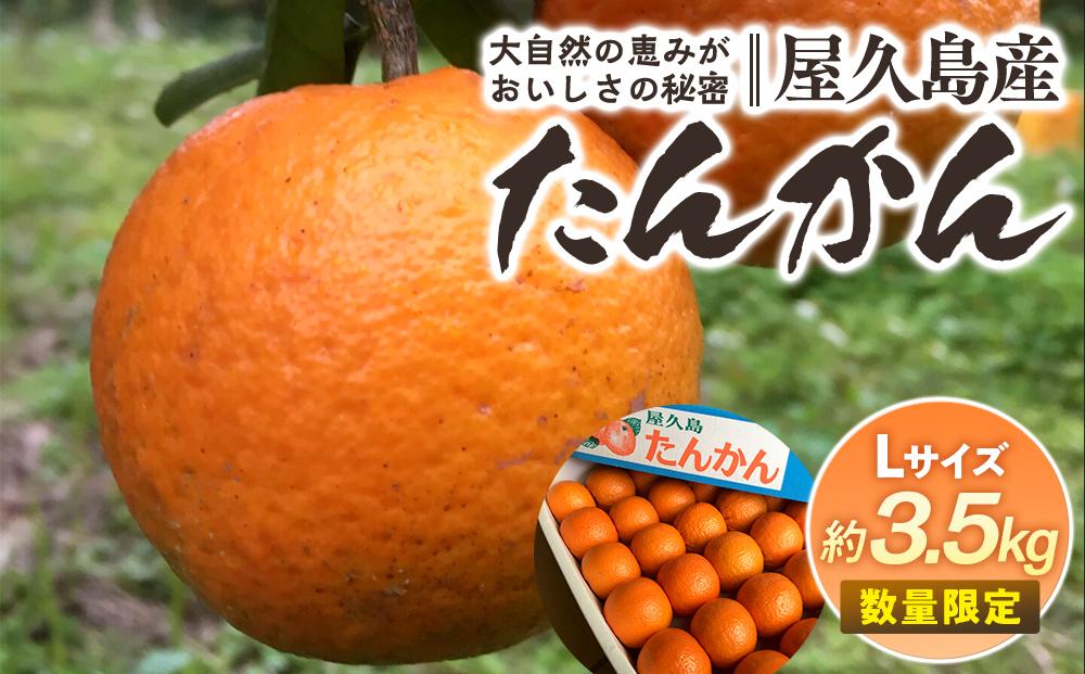 2027年発送&nbsp;屋久島産たんかん&nbsp;約3.5kg・Lサイズ＜先行予約／数量限定＞