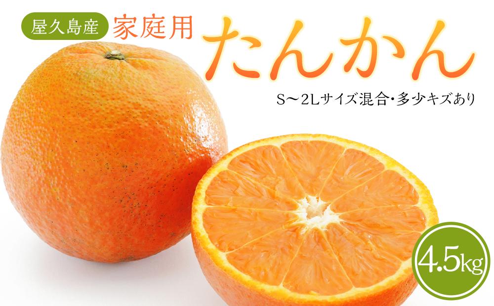 【2027年3月初旬以降発送】屋久島産&nbsp;家庭用&nbsp;たんかん&nbsp;4.5kg&nbsp;バラ（S～2Lサイズ混合・多少キズあり）