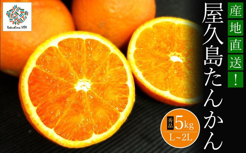 大山果樹園厳選　贈答用&nbsp;屋久島たんかん&nbsp;5kg＜秀品L～2L＞