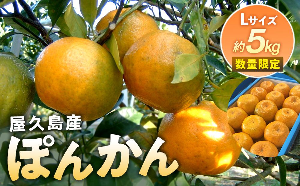 2026年&nbsp;屋久島産&nbsp;ぽんかん&nbsp;約5kg・Lサイズ＜先行予約／数量限定＞