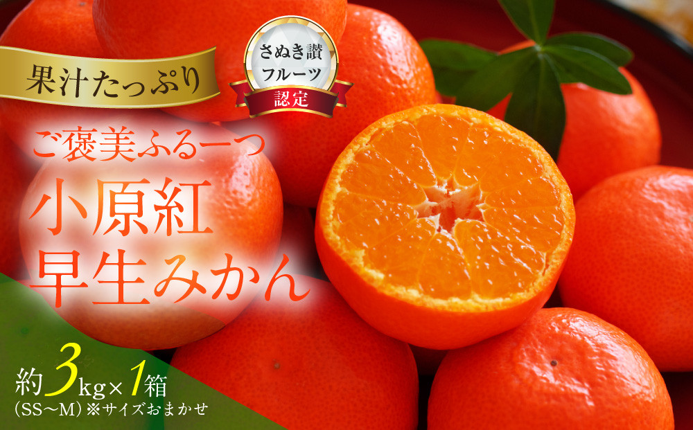 ≪ご褒美ふるーつ≫「小原紅早生みかん」約3kg【2026年12月以降お届け】