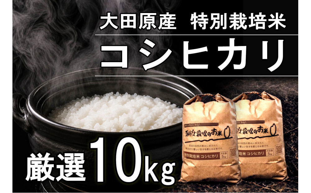 栃木県大田原産コシヒカリ&nbsp;白米&nbsp;10kg｜&nbsp;特別栽培米&nbsp;メディア出演多数&nbsp;栃木県農業大賞&nbsp;知事賞&nbsp;受賞農家&nbsp;五月女農場&nbsp;農家直送&nbsp;産地直送&nbsp;産直&nbsp;栃木県&nbsp;大田原市&nbsp;こしひかり