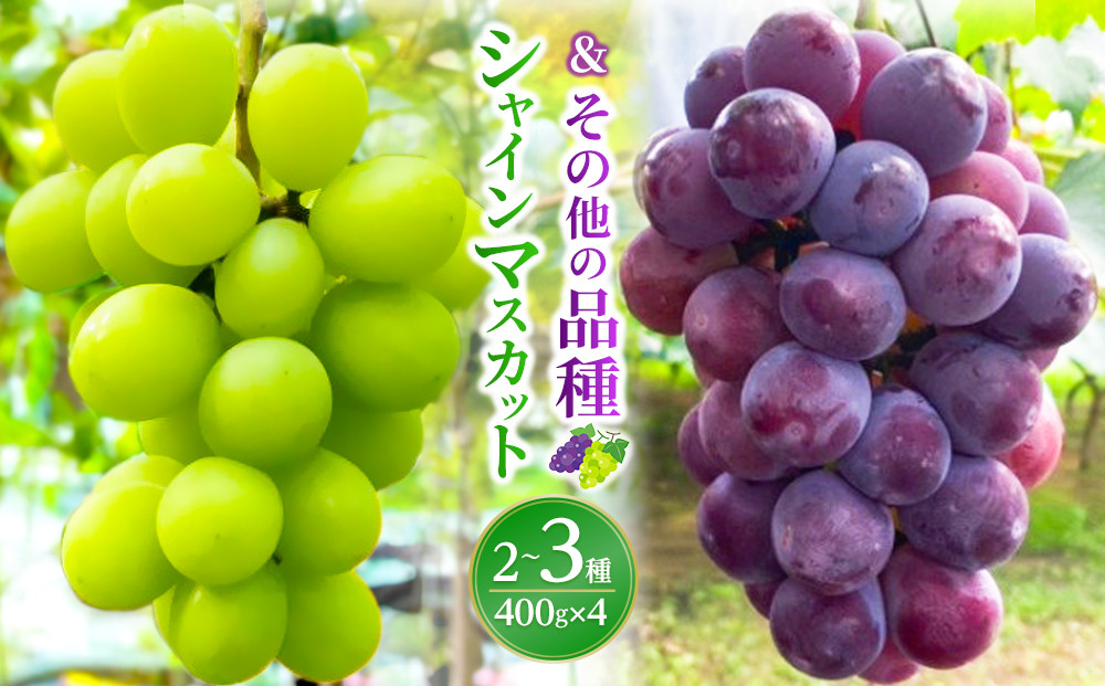【お楽しみ福袋2026】シャインマスカット＋その他の品種（計2-3種・400g×4）