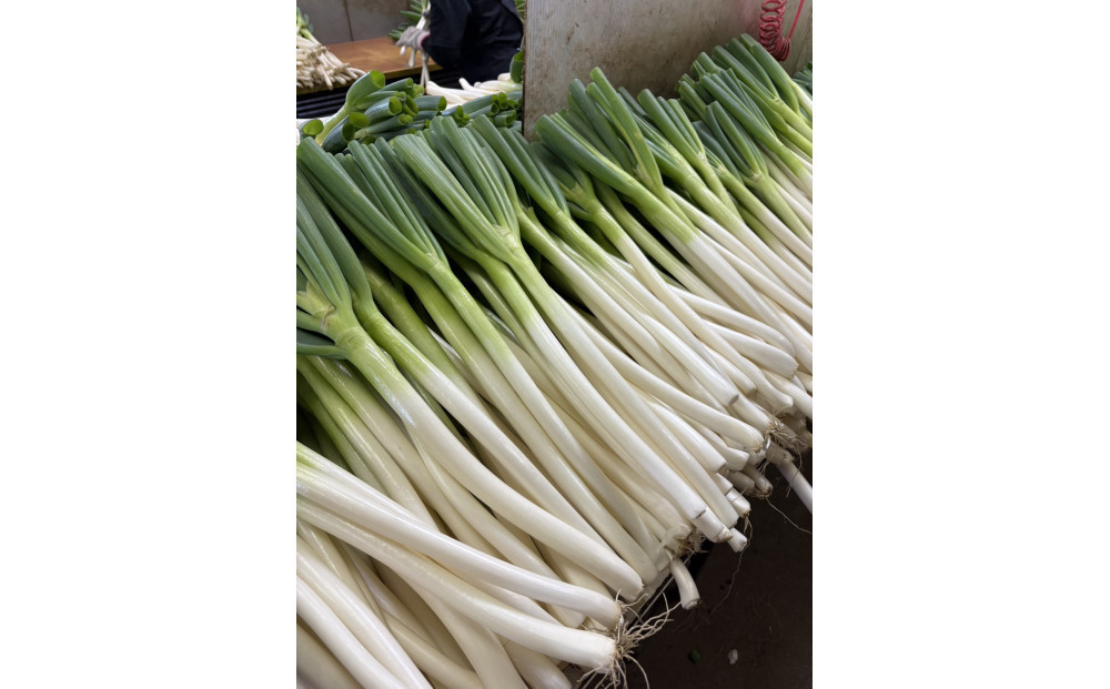 ＜11月上旬～4月下旬発送予定＞白ねぎ(9kg)&nbsp;|&nbsp;白ねぎ&nbsp;白ネギ&nbsp;長ねぎ&nbsp;長ネギ&nbsp;野菜&nbsp;国産野菜&nbsp;産地直送&nbsp;新鮮&nbsp;甘い&nbsp;やわらかい&nbsp;大容量&nbsp;まとめ買い&nbsp;保存&nbsp;冷蔵&nbsp;鍋料理&nbsp;すき焼き&nbsp;味噌汁&nbsp;薬味&nbsp;焼きねぎ&nbsp;炒め物&nbsp;食材&nbsp;家庭用&nbsp;業務用&nbsp;お取り寄せ&nbsp;グルメ&nbsp;人気&nbsp;おすすめ&nbsp;鳥取県&nbsp;境港市
