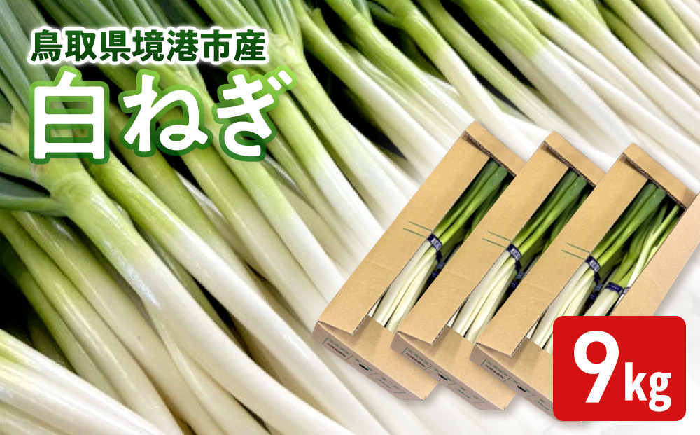 ＜11月上旬～4月下旬発送予定＞白ねぎ(9kg)&nbsp;【鳥取県&nbsp;境港市】