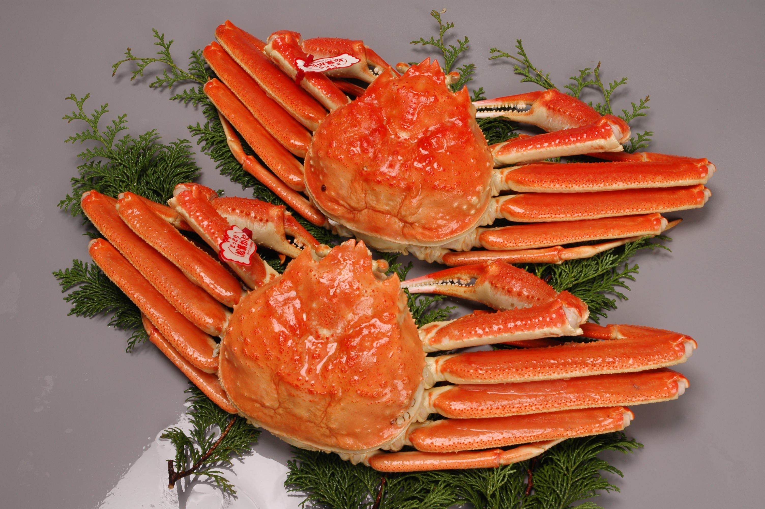 境港産松葉がにボイル姿タグ付き　計1kg（中サイズ2枚）