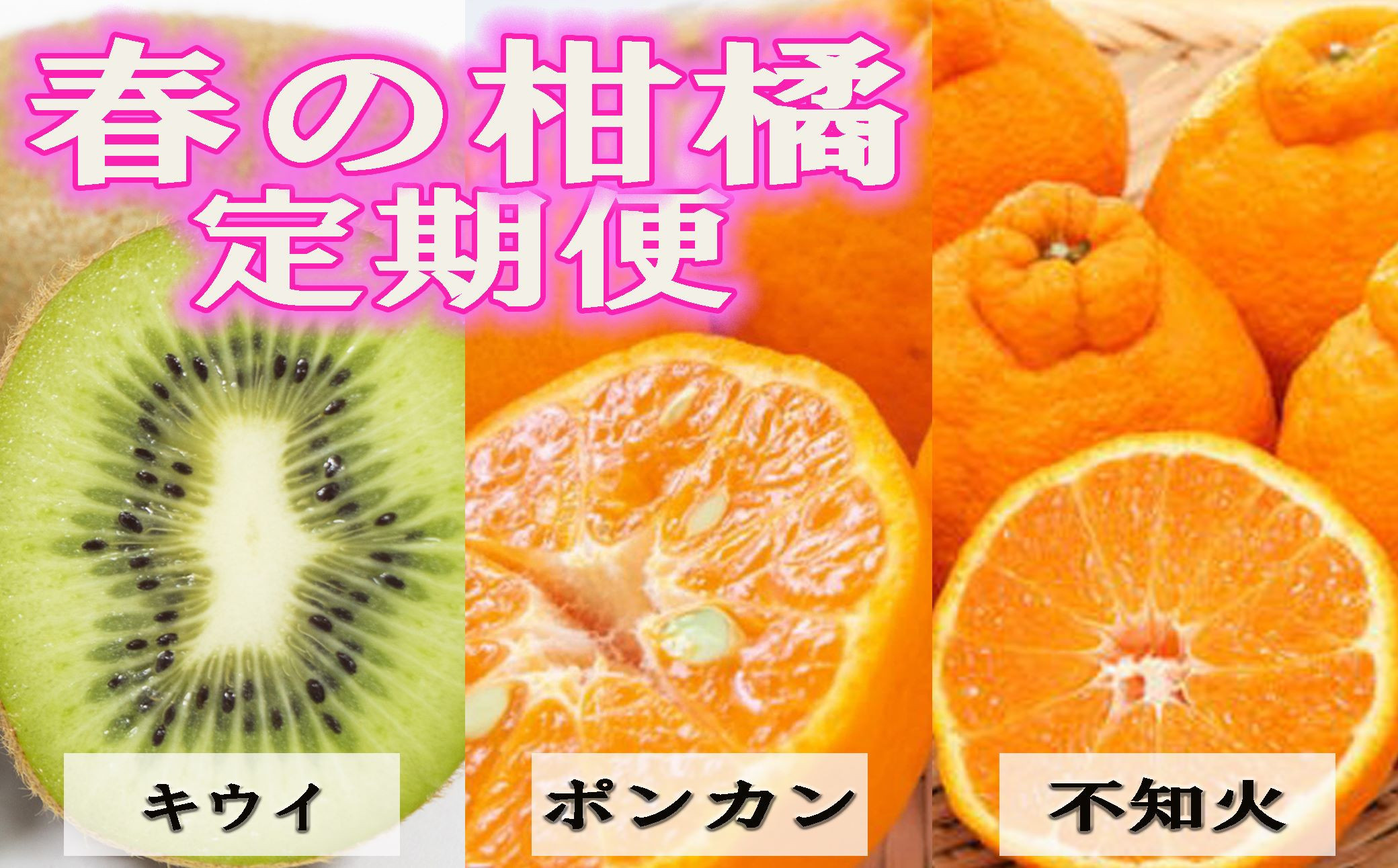 【定期便全3回&nbsp;固定月】&nbsp;和歌山の人気の春のフルーツをお届け！&nbsp;（キウイ・ポンカン・不知火）&nbsp;［TM257］