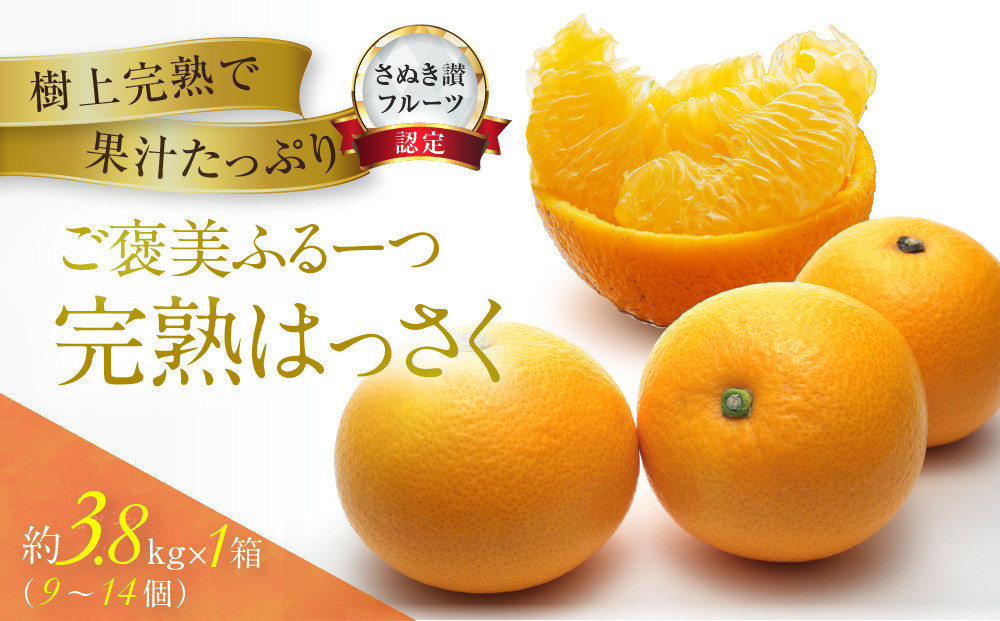 ≪ご褒美ふるーつ≫「完熟ハッサク」約3.8kg【2027年3月上旬頃お届け】