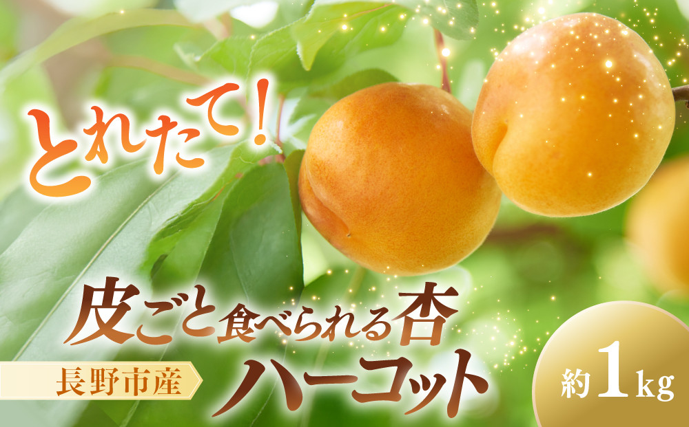 皮ごと食べられる杏「ハーコット」1kg&nbsp;|&nbsp;&nbsp;あんず&nbsp;杏&nbsp;ハーコット&nbsp;生食&nbsp;フルーツ&nbsp;果物&nbsp;おすすめ&nbsp;人気&nbsp;送料無料&nbsp;長野県&nbsp;長野市&nbsp;信州&nbsp;信濃&nbsp;ふるさと納税