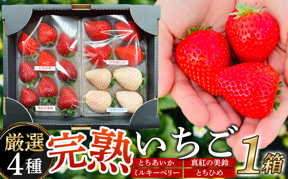 【先行予約受付】≪2027年1月発送≫【数量限定】黒箱&nbsp;厳選4種の完熟いちご1箱セット&nbsp;｜果物&nbsp;いちご&nbsp;朝取り&nbsp;新鮮&nbsp;ハート&nbsp;フルーツ&nbsp;デザート&nbsp;ストロベリー&nbsp;デザート&nbsp;スイーツ&nbsp;苺&nbsp;イチゴ&nbsp;大田原市&nbsp;栃木県