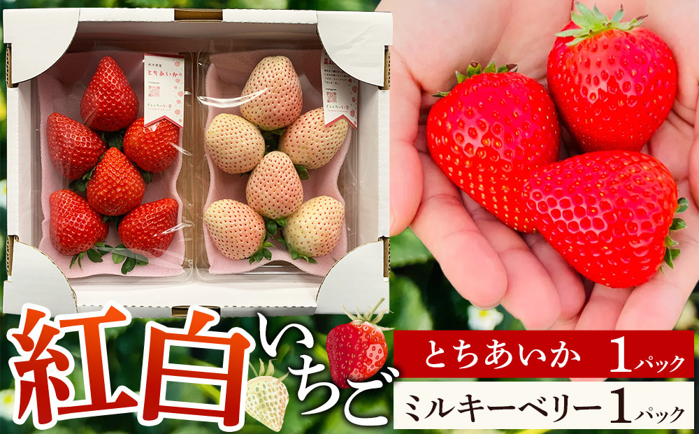 【先行予約受付】≪2027年1月発送≫&nbsp;白箱&nbsp;とちあいか&nbsp;ミルキーベリー&nbsp;紅白セット&nbsp;｜果物&nbsp;いちご&nbsp;朝取り&nbsp;新鮮&nbsp;ハート&nbsp;フルーツ&nbsp;デザート&nbsp;ストロベリー&nbsp;デザート&nbsp;スイーツ&nbsp;苺&nbsp;イチゴ&nbsp;大田原市&nbsp;栃木県