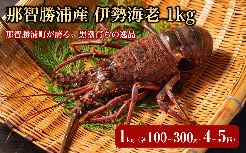 那智勝浦産&nbsp;伊勢海老&nbsp;1kg（各100～300g・4～5匹）