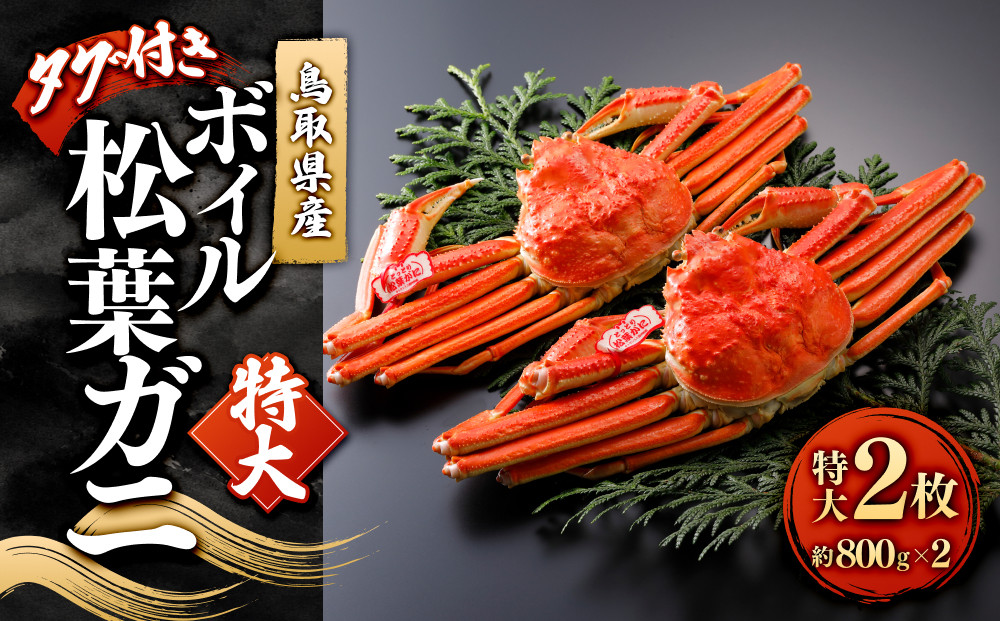 ＜11月中旬～2月下旬配送予定＞鳥取県産　ボイル松葉ガニ（タグ付き）特大２枚