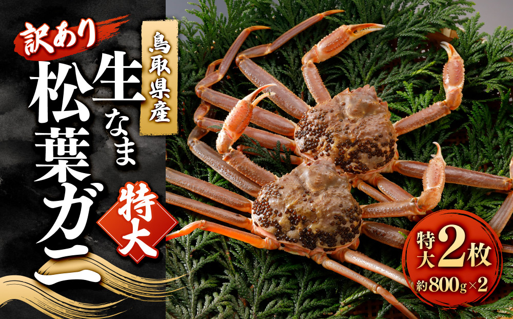 ＜11月中旬～2月下旬配送予定＞鳥取県産　訳あり生松葉ガニ（特大２枚）