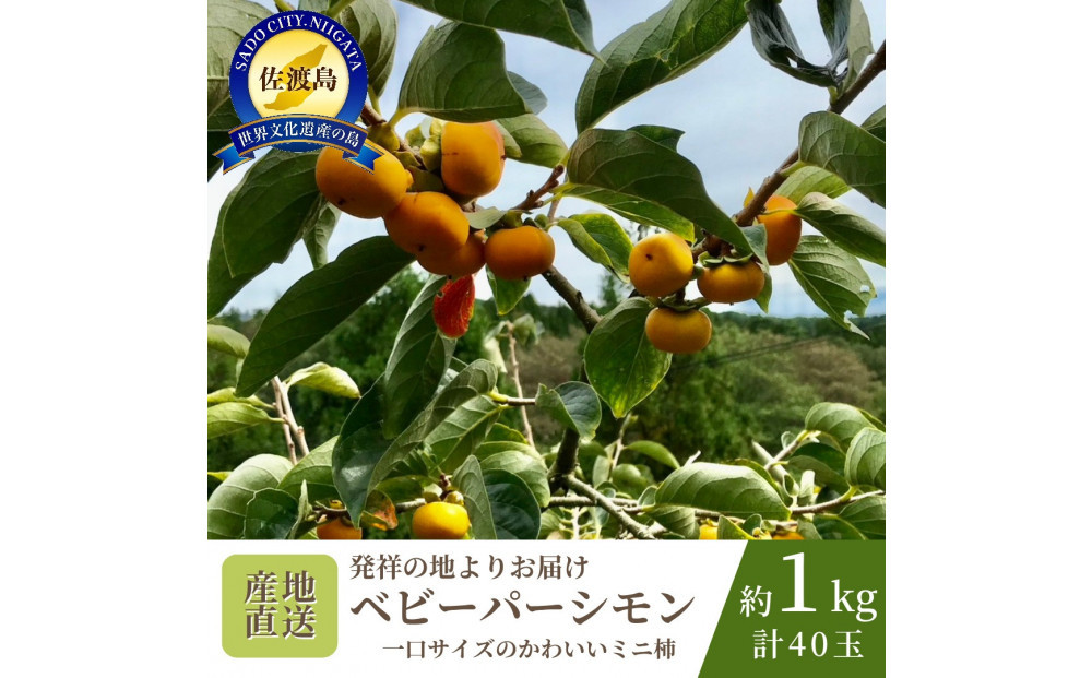【数量限定】【先行予約】【2026年10月中旬以降順次発送】柿&nbsp;ミニ柿&nbsp;ベビーパーシモン&nbsp;ひとくちサイズ&nbsp;40玉&nbsp;約1kg