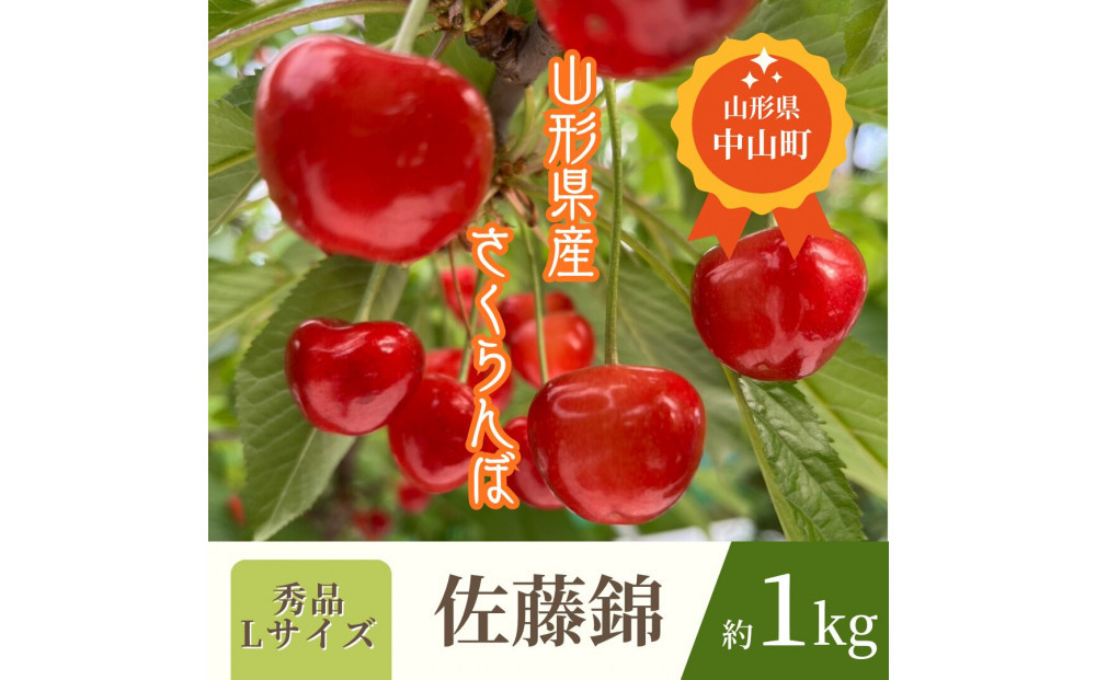 【2026年発送】♪山形産さくらんぼ　佐藤錦♪　秀品　Lサイズ　約1kg
