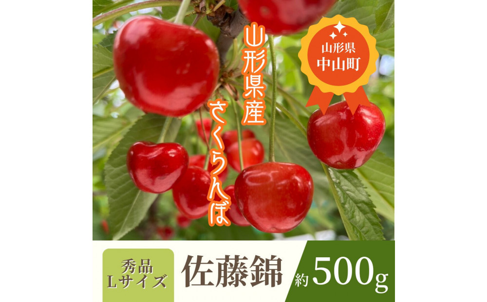 【2026年発送】♪山形産さくらんぼ　佐藤錦♪　秀品　Lサイズ　約500g