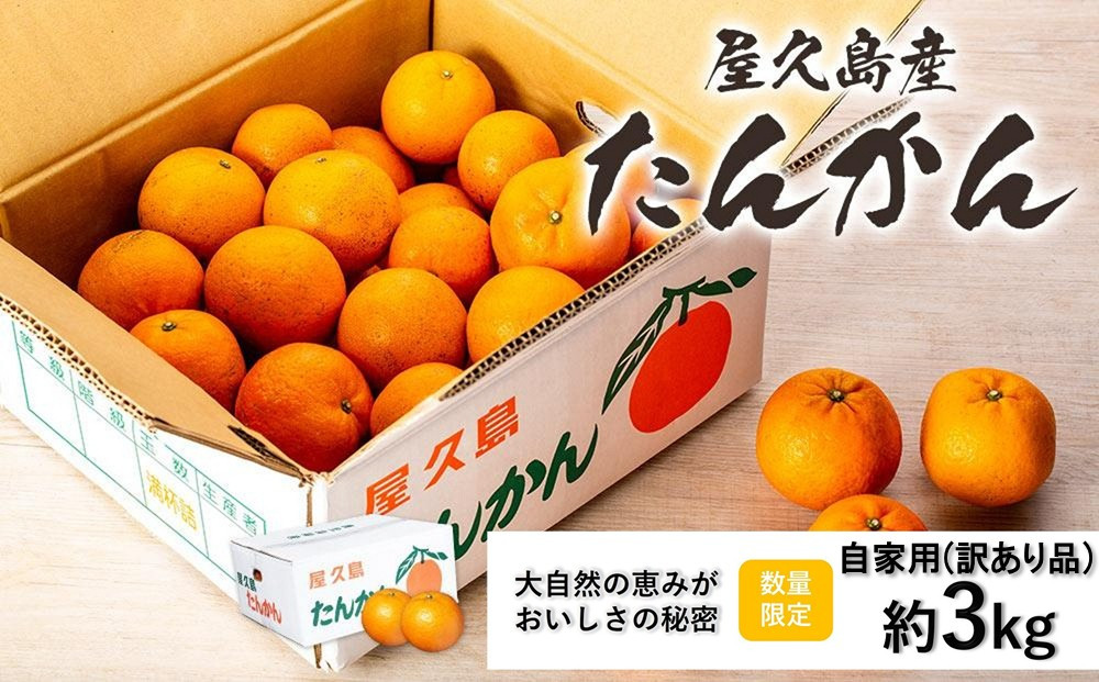 ＜先行予約／数量限定＞屋久島産たんかん&nbsp;自家用(訳あり品)&nbsp;約3kg(S～2Lサイズ・少々キズあり)【2027年2月中旬以降お届け】